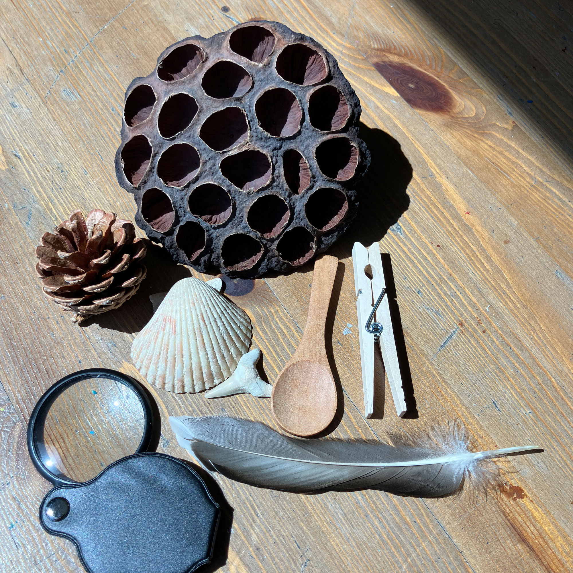 Observation Journal: Leonardo daVinci - Bundle - Image 11